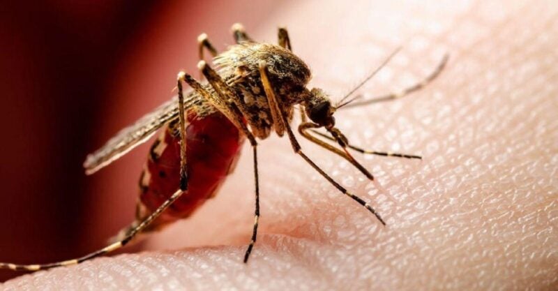 primera muerte dengue Distrito Central