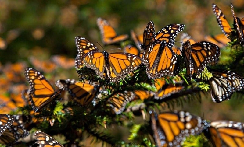 disminuye la mariposa Monarca en México