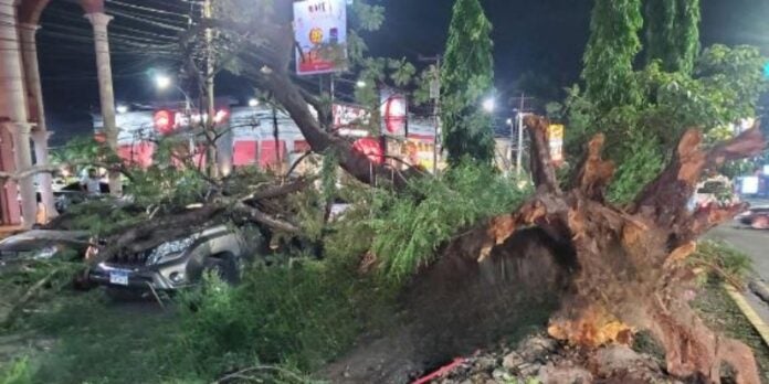 árbol cae sobre carros