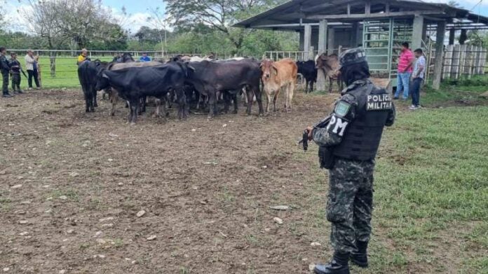 Capturan hombres por robo de ganado