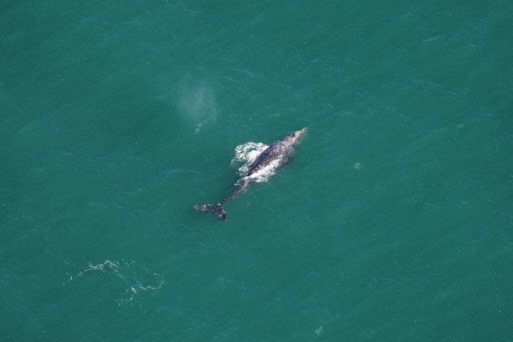Ballena Gris