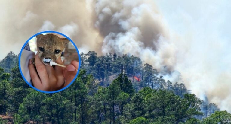 Rescatan coyote cachorro que huía de incendio forestal de Nueva Armenia, FM