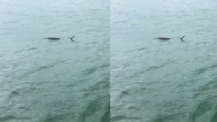 Captan a boa en el Lago de Yojoa