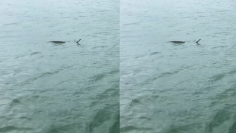 Captan a boa en el Lago de Yojoa