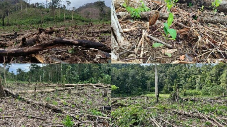 Nueva plantación coca Río Plátano