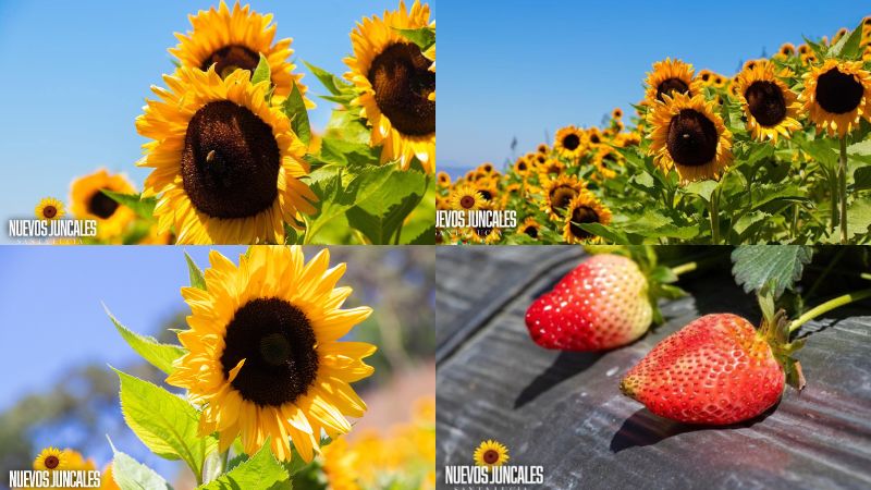 Girasoles Nuevos Juncales Santa Lucía