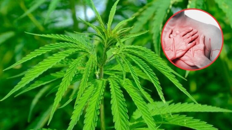 Riesgo accidente cerebrovascular marihuana