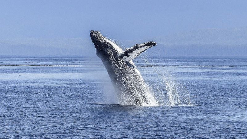 Ballena Gris