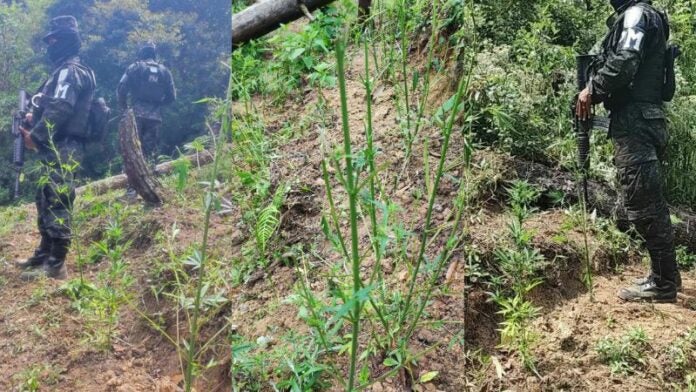 Plantación marihuana Cantarranas