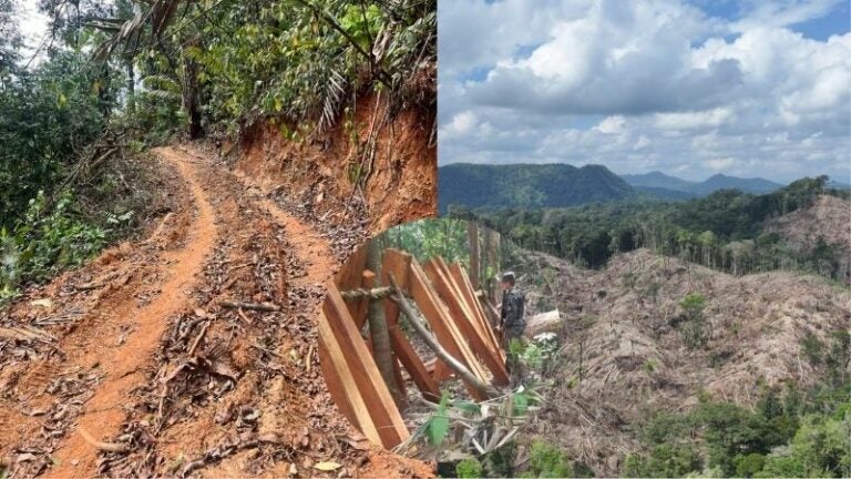 Descombro carretera biosfera Río Plátano