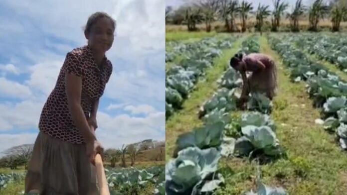 Campesina hondureña en producción agrícola