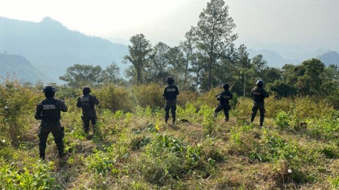 Aseguran hojas de coca en Santa Bárbara