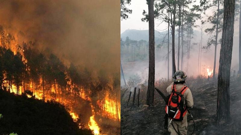 ICF registra 650 incendios forestales en lo que va del 2024