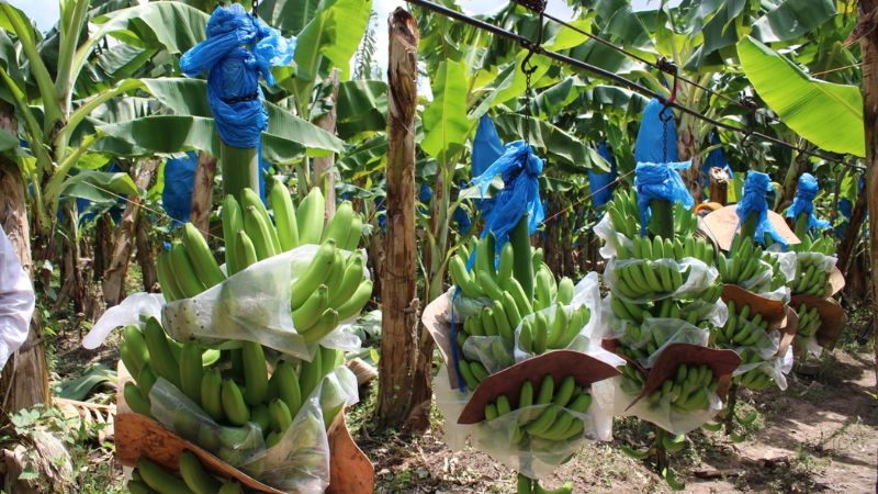 Más de 20 contenedores de banano semanales exportarían a EEUU