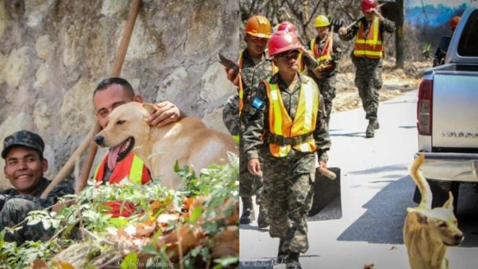 Perrito militares incendio La Tigra