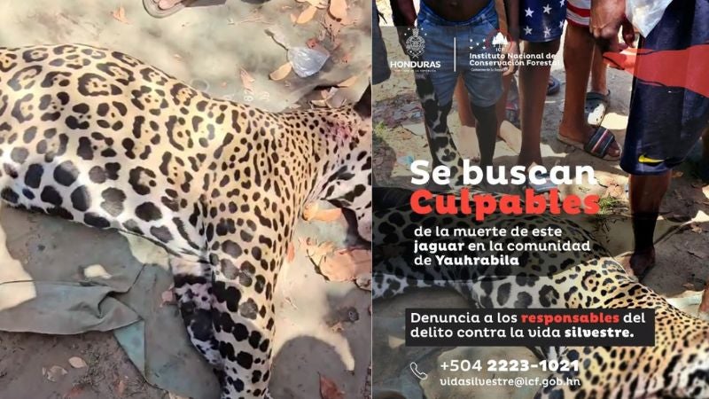 Buscan asesinos jaguar Gracias a Dios