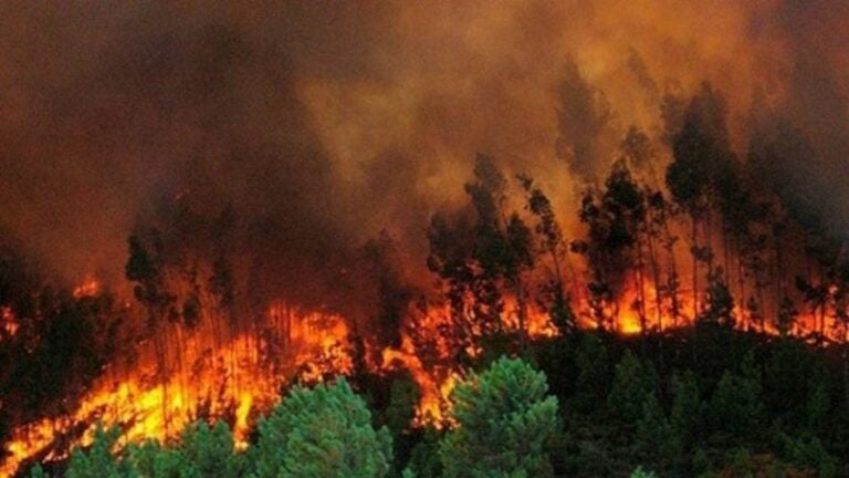 Incendios forestales ya consumieron 34,000 hectáreas de bosque en 2024