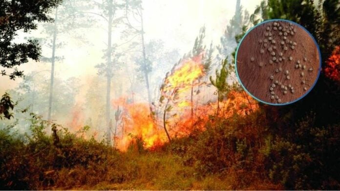 Por controlar garrapatas habría iniciado el incendio en La Tigra