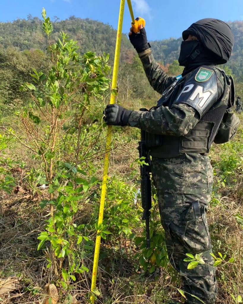 Aseguran hojas de coca en Santa Bárbara