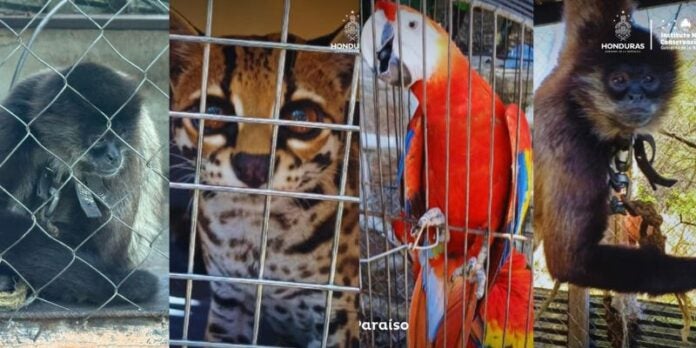 ICF rescata varios animales que estaban listos para venderse