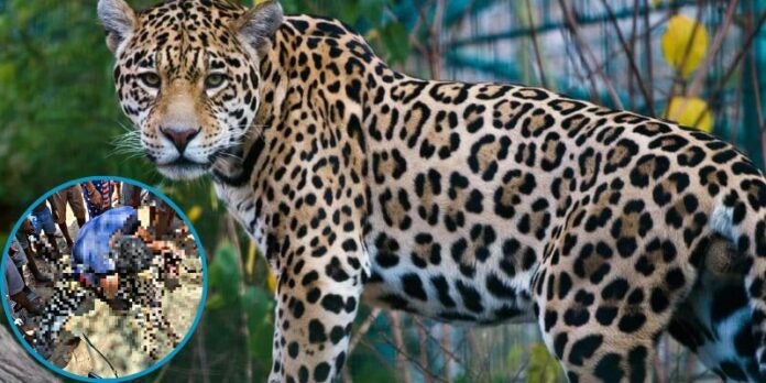 Video | Un grupo de personas cazan un Jaguar en Gracias a Dios