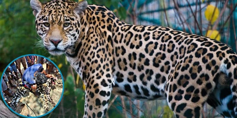 Video | Un grupo de personas cazan un Jaguar en Gracias a Dios