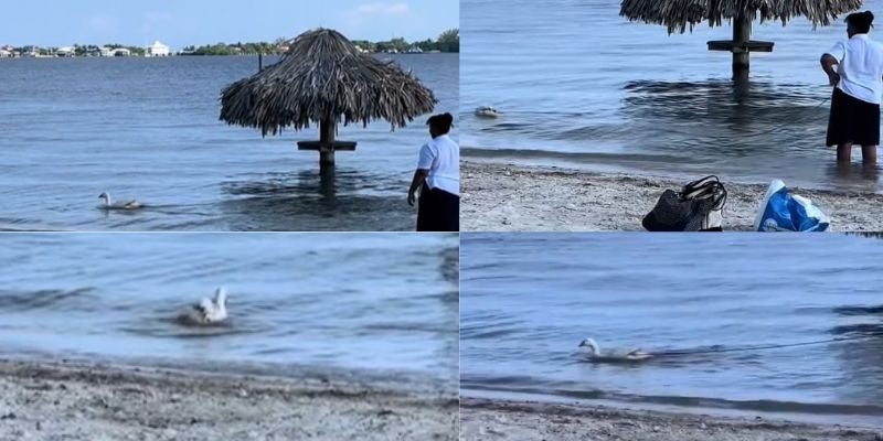 Video: En una playa de Utila una mujer saca a pasear a un ganso