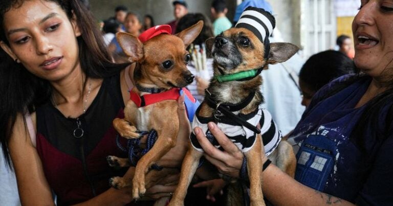 Cientos de perros disfrazados van a iglesia de Nicaragua a ver a San Lázaro