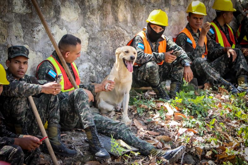 Perrito Militares