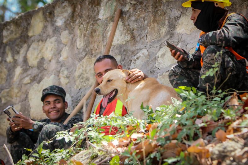 Perrito militares 2