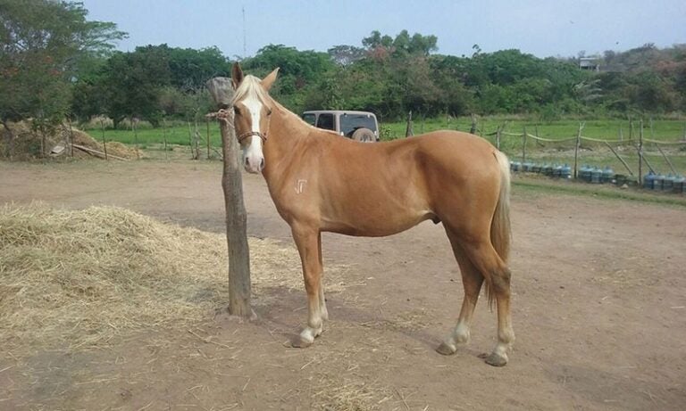 hombre muere caballo Olancho