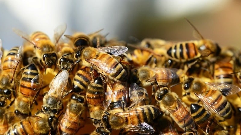 hombre es atacado por abejas en Olancho