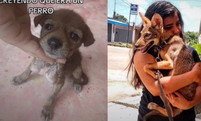 adoptó perrito callejero cría de coyote