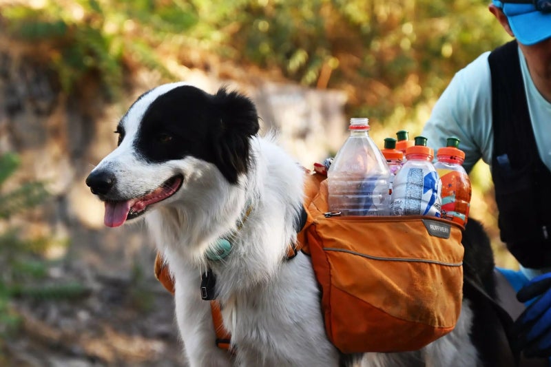 abogado perro plogging reciclaje en Chile