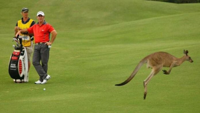 Canguros en campo de golf