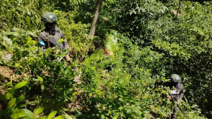 Arbustos de hoja de coca en La Masica