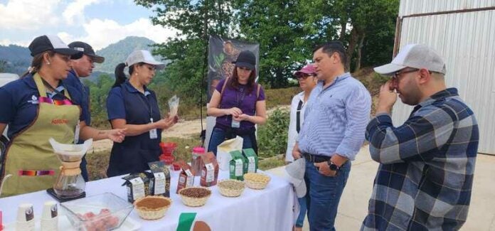 Productores de Ocotepeque apuestan por posicionar el café