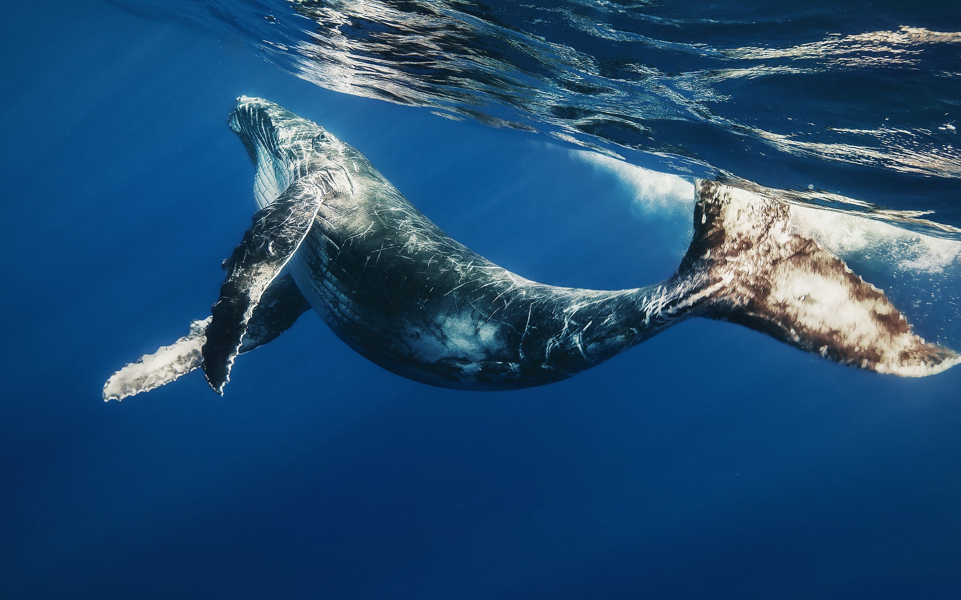 Ballenas