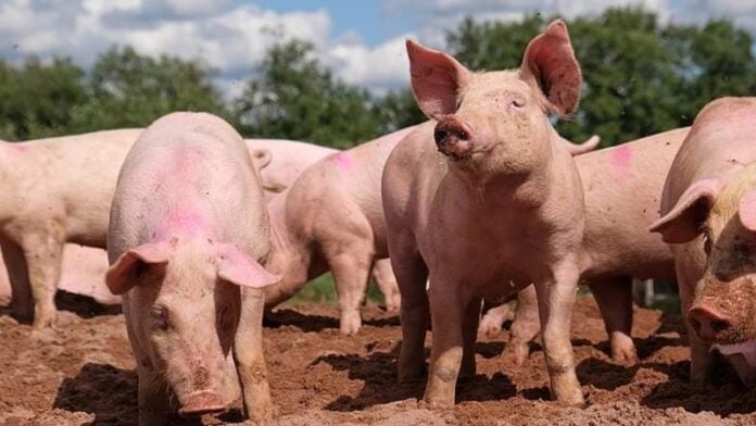 hombre fue atacado por un cerdo Olancho