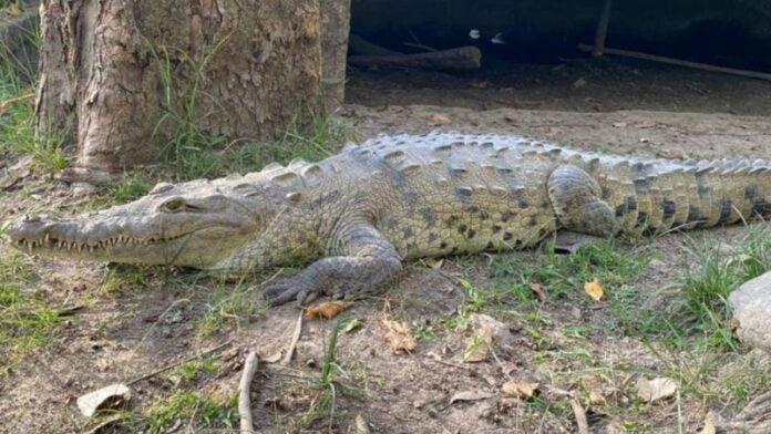 Rescatan a un cocodrilo en cautiverio