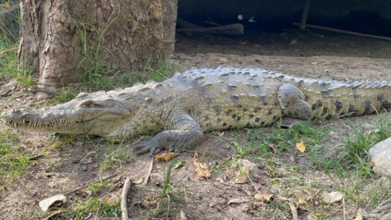 Rescatan a un cocodrilo en cautiverio