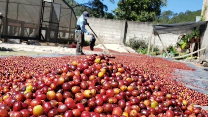 Precio internacional del café desmotiva a productores olanchanos