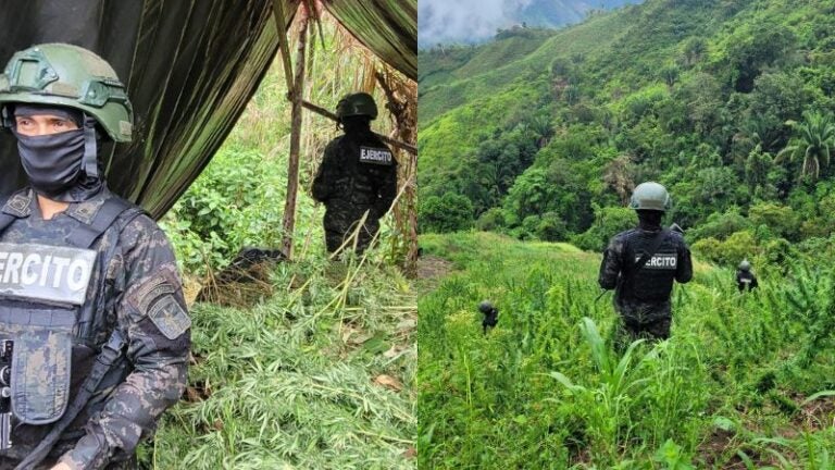 Plantación marihuana Las Mangas Tocoa