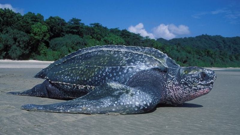 La tortuga marina más grande deposita sus huevos en playa de Venezuela