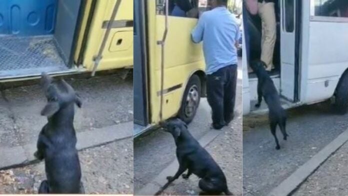 Dueña abandona a su perrita en parada de buses de TGU