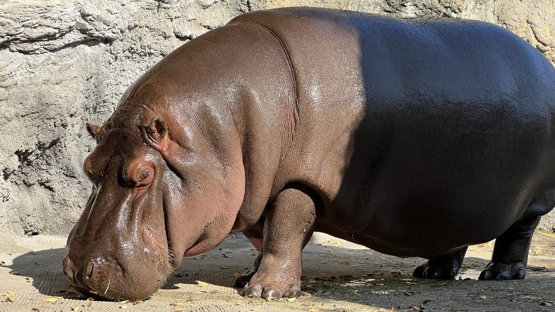 Hipopótamo fue considerado como macho en México y en Japón resultó ser hembra