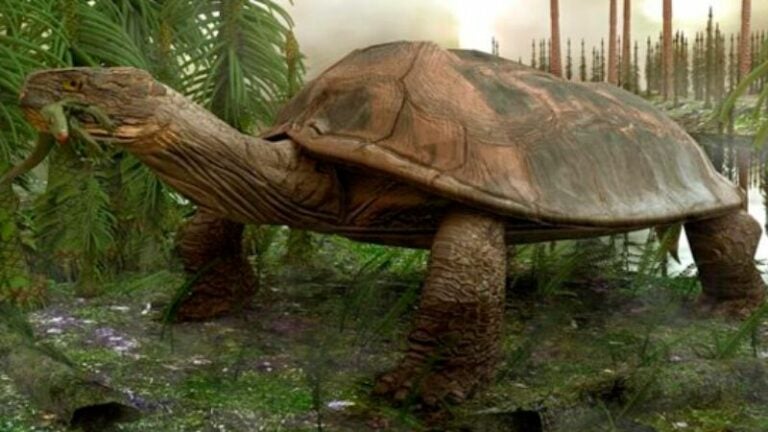 Descubren fósiles de tortuga gigante de 57 millones de años en Colombia