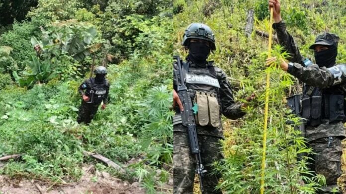 Aseguran cinco mil plantas de marihuana en Yoro