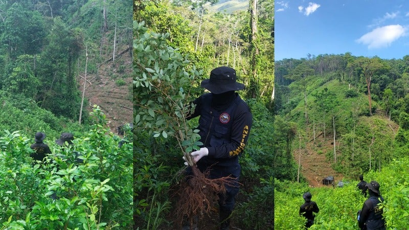 desmantelan plantación de coca en Colón