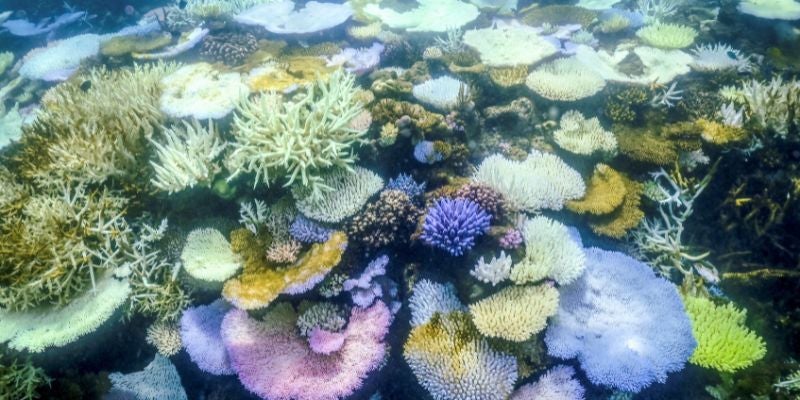 La Gran Barrera de Coral australiana sufre el peor blanqueamiento jamás registrado
